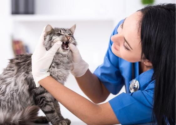 Nurse checking out Cat's teeth