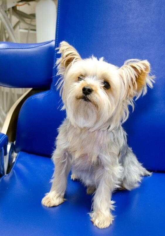 Dog sitting on dental veterinarian chair