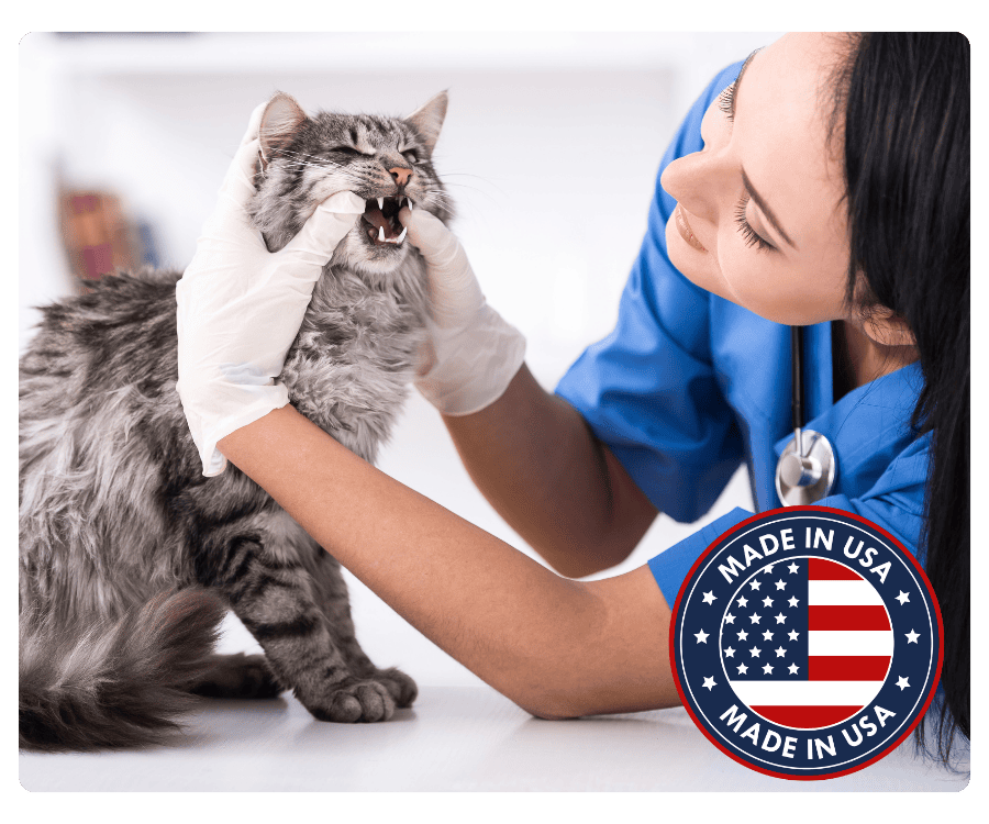 Veterinarian checking out cat's teeth